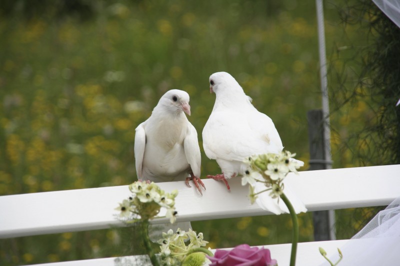 Wedding doves | Articles - Easy Weddings